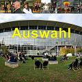 A Auswahl